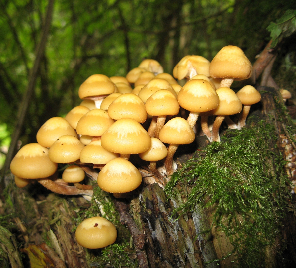 10 Amazing Facts Mushrooms